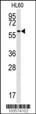 SRMS Antibody