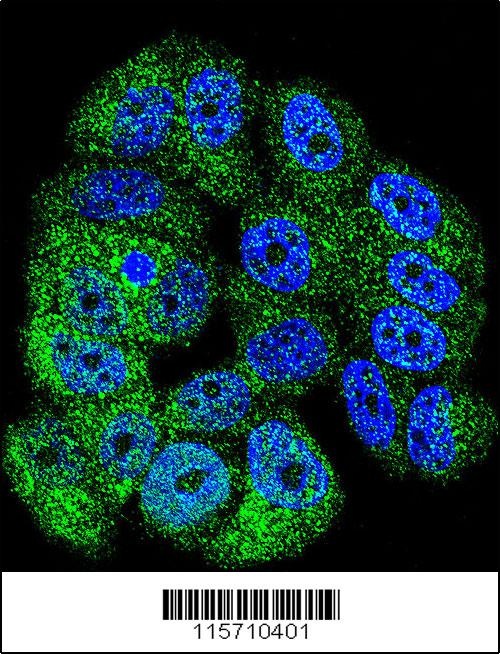 ABL1 Antibody