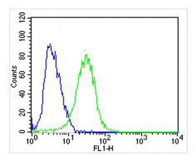 NTRK1 Antibody