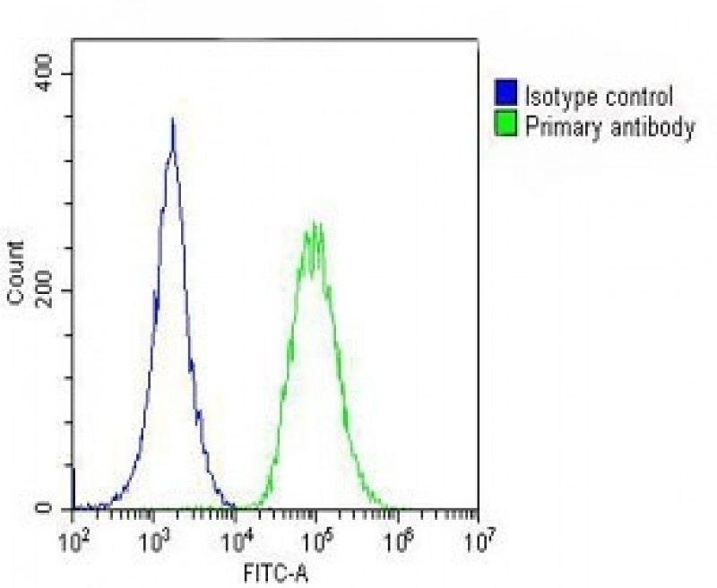 ROR1 Antibody