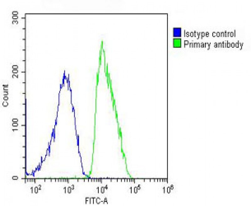 DDR1 Antibody