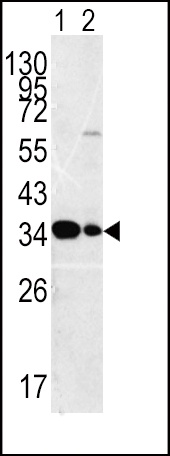 MPST Antibody