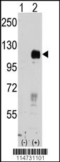 EPHB4 Antibody