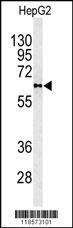 PLTP Antibody