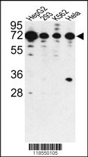 PHACTR2 Antibody