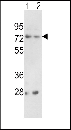 PCSK2 Antibody