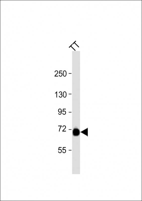 PCSK2 Antibody