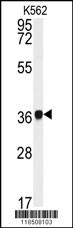 NCF4 Antibody