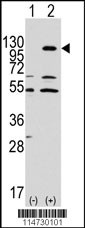EPHA7 Antibody