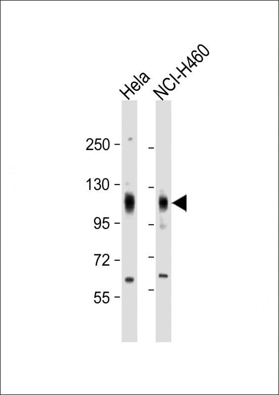 EPHA4 Antibody