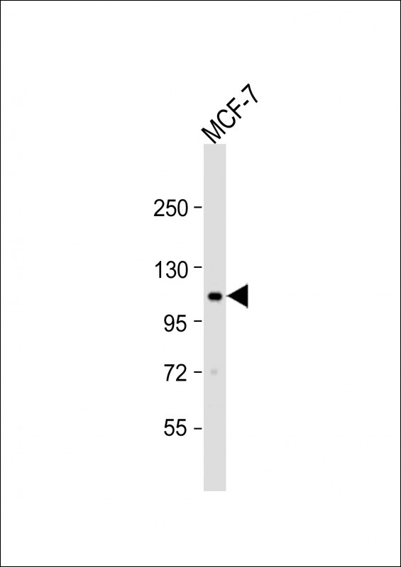 EPHA2 Antibody