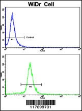 AXL Antibody