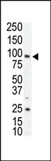 AXL Antibody