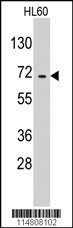 EARS2 Antibody