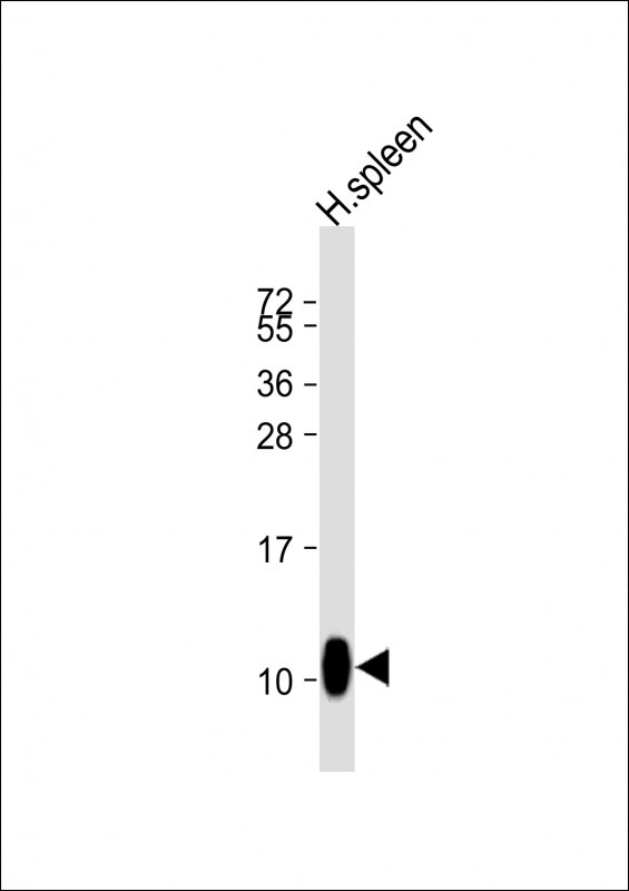 PPBP Antibody