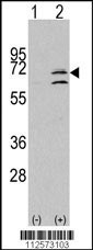 MAPK15 Antibody