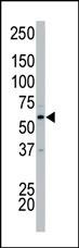 PCTAIRE2 Antibody