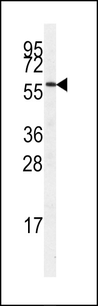 SRPK3 Antibody