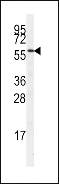 STK23 Antibody