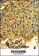 CDK2 Antibody