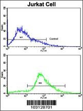 CDK2 Antibody