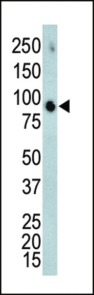 ERK4 Antibody