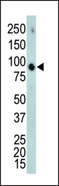 MAPK4 Antibody