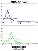 NUP62 Antibody