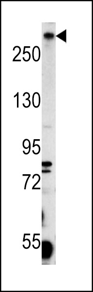 PCM-1 Antibody