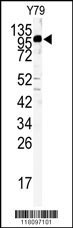 KIF3C Antibody