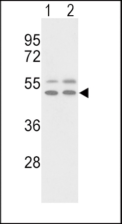 VTN Antibody