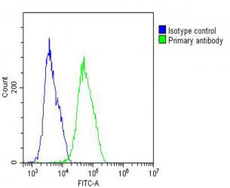 VTN Antibody