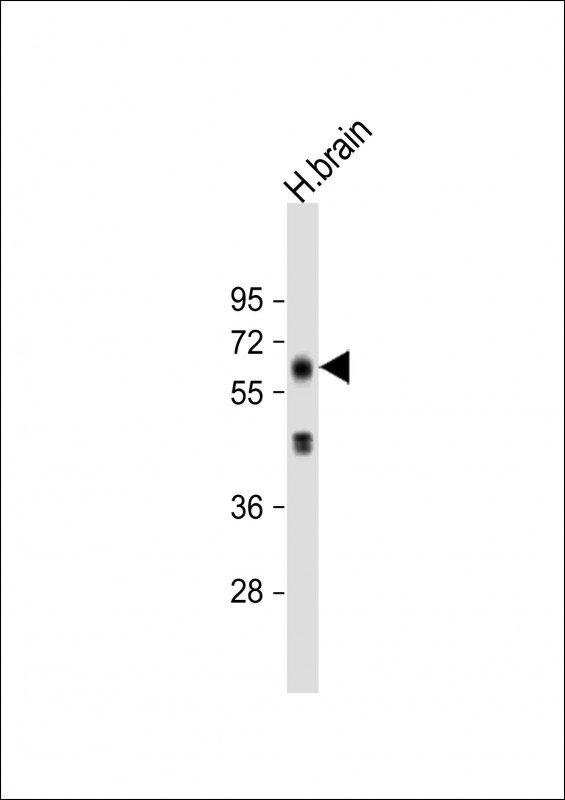 EHD3 Antibody