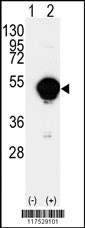 CYP20A1 Antibody