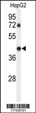 DDX39 Antibody
