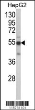 CYP2J2 Antibody