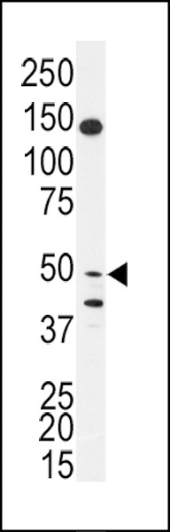 BPIL1 Antibody