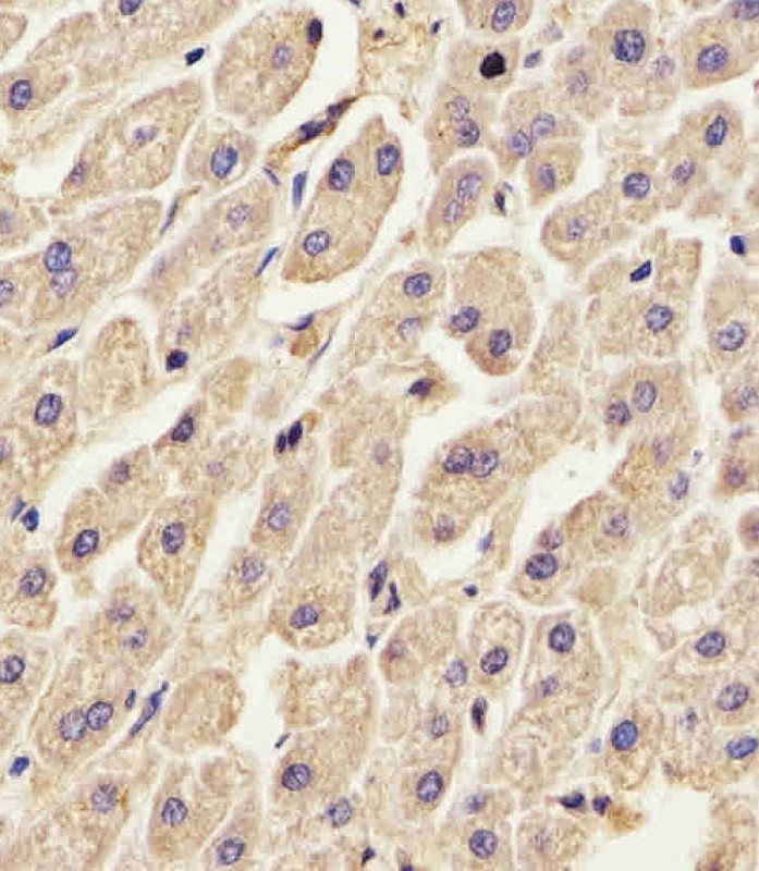 ANXA2 Antibody