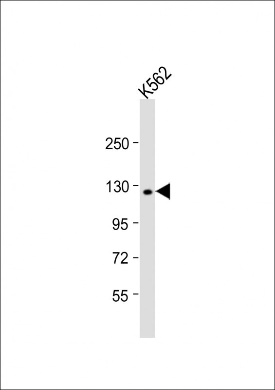 LARS Antibody