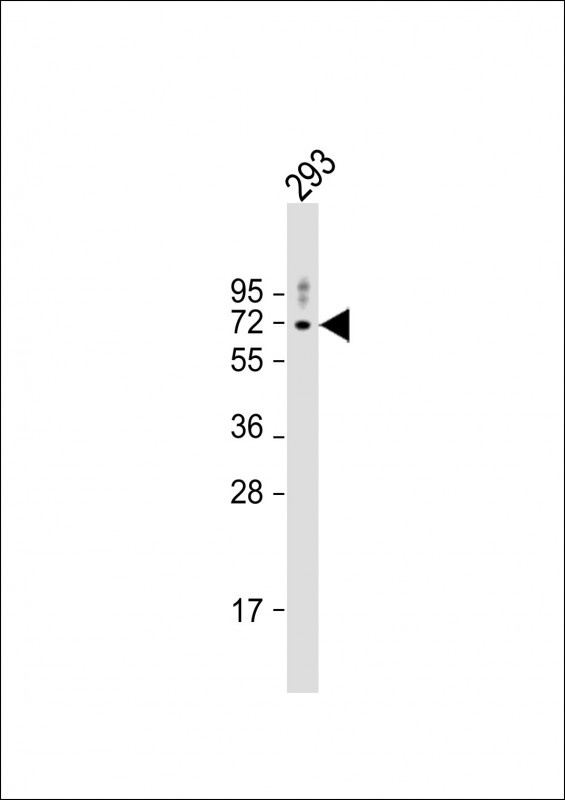 PRKAA2 Antibody