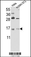 RBM3 Antibody
