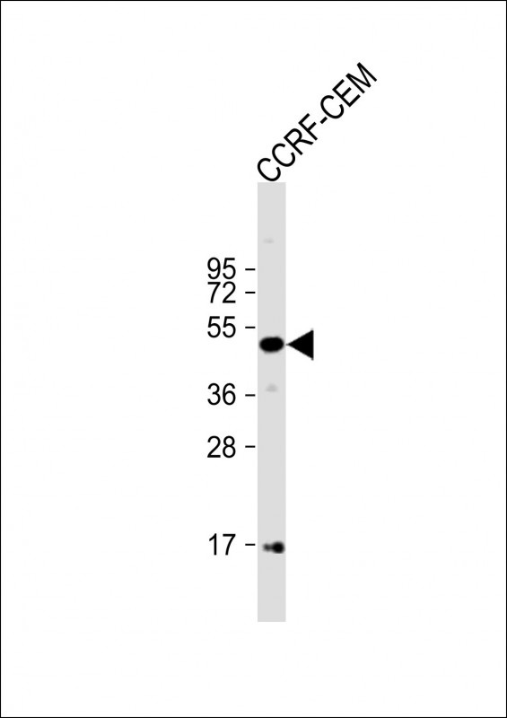 MYCN Antibody