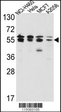 IMPDH2 Antibody