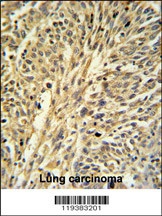 IMPDH2 Antibody