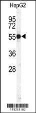 CTSH Antibody