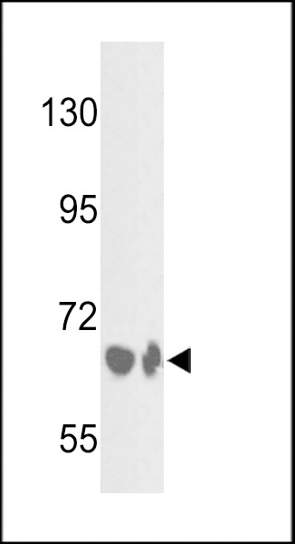 CFB Antibody