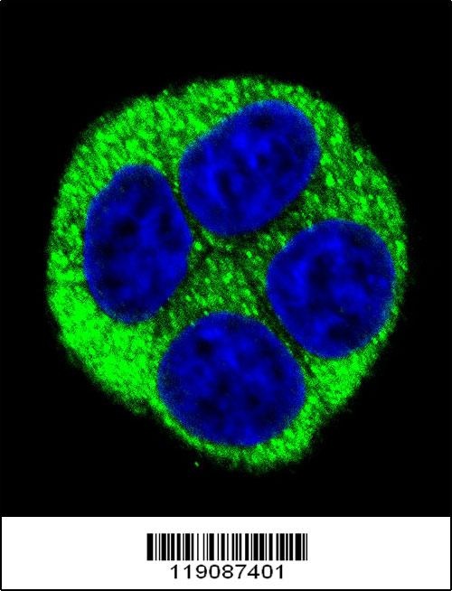 NQO1 Antibody