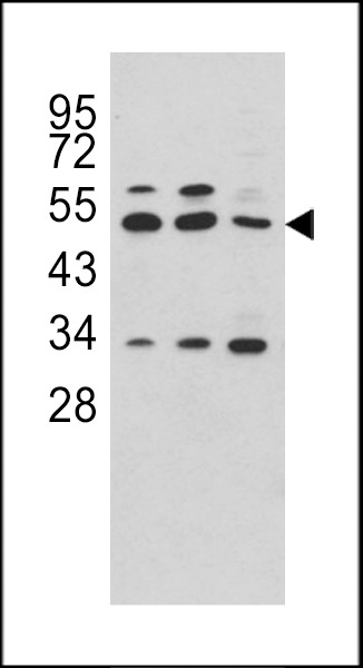 CPA4 Antibody