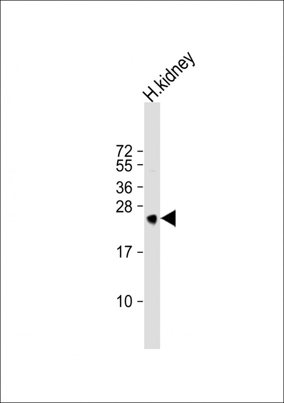 MSRA Antibody