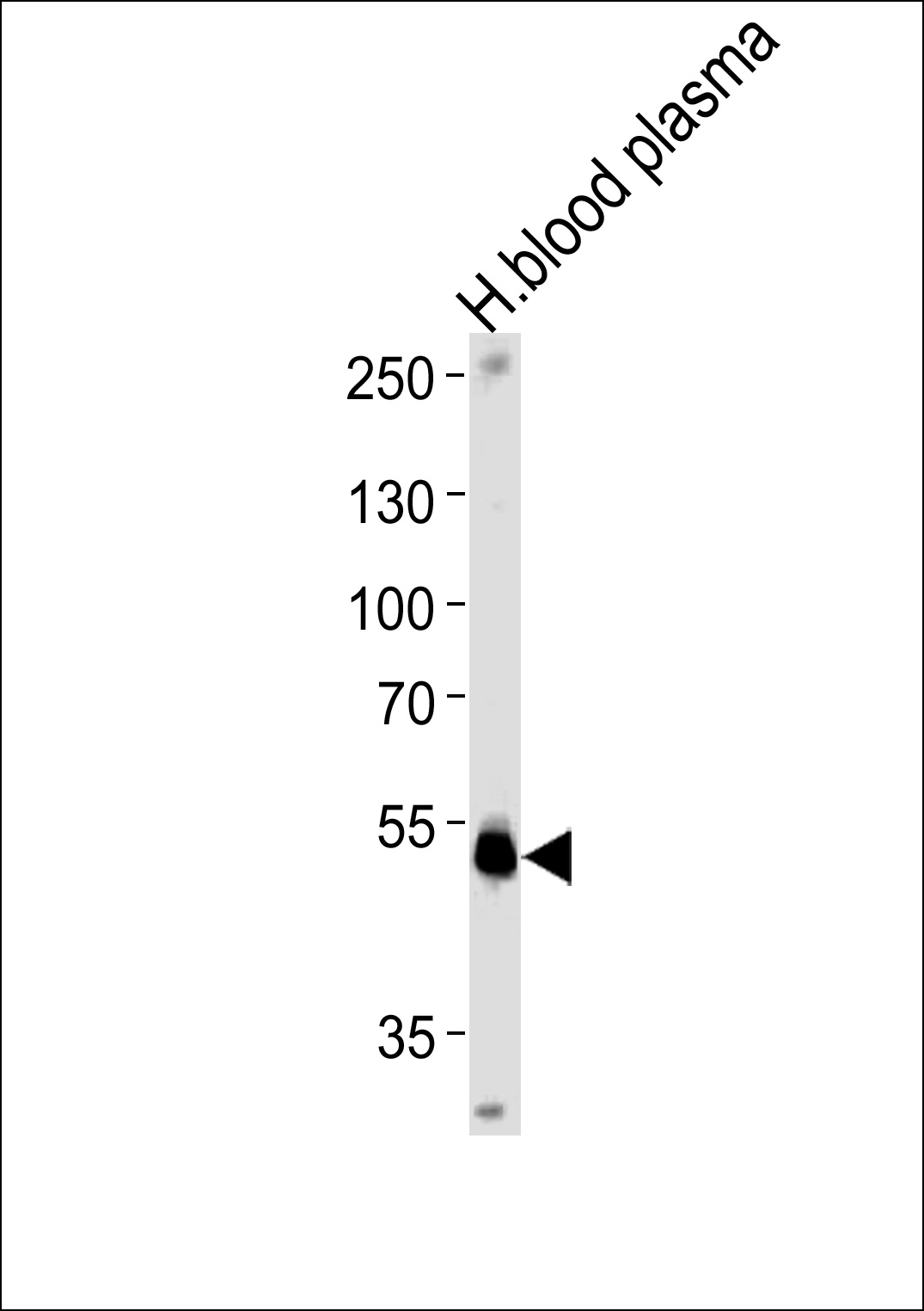 SERPINF1 Antibody